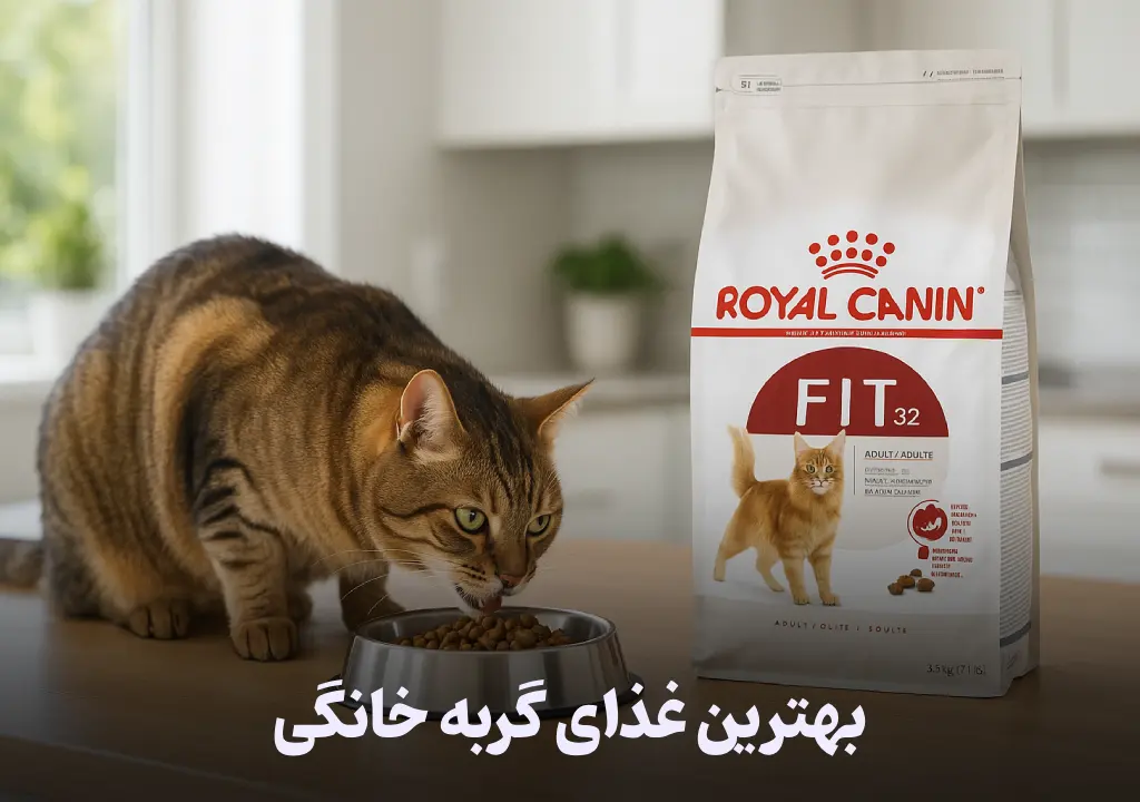 بهترین غذای گربه خانگی